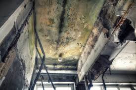 Best Emergency Mold Remediation  in Waterloo, WI